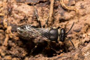 Hylaeus signatus / Reseden-Maskenbiene / Colletidae - Seidenbienenartige / Ordnung: Hautflgler - Hymenoptera