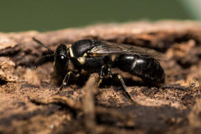 Hylaeus signatus / Reseden-Maskenbiene / Colletidae - Seidenbienenartige / Ordnung: Hautflgler - Hymenoptera