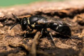 Hylaeus signatus / Reseden-Maskenbiene / Colletidae - Seidenbienenartige / Ordnung: Hautflgler - Hymenoptera