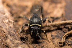 Hylaeus signatus / Reseden-Maskenbiene / Colletidae - Seidenbienenartige / Ordnung: Hautflgler - Hymenoptera