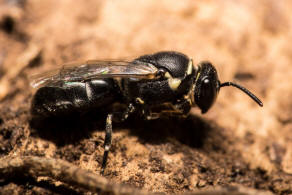 Hylaeus signatus / Reseden-Maskenbiene / Colletidae - Seidenbienenartige / Ordnung: Hautflgler - Hymenoptera