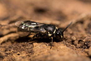 Hylaeus signatus / Reseden-Maskenbiene / Colletidae - Seidenbienenartige / Ordnung: Hautflgler - Hymenoptera