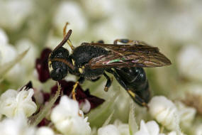 Hylaeus sinuatus / Gebuchtete Maskenbiene / Colletinae - "Seidenbienenartige" / Ordnung: Hautflgler - Hymenoptera