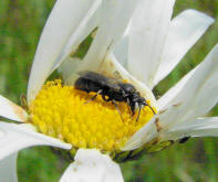 Hylaeus nigritus / Rainfarn-Maskenbiene / Colletinae - "Seidenbienenartige" / Ordnung: Hautflgler - Hymenoptera