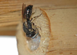 Hylaeus communis / Gewhnliche Maskenbiene / Colletinae - "Seidenbienenartige" / Ordnung: Hautflgler - Hymenoptera