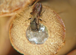 Hylaeus communis / Ohne deutschen Namen / Colletinae - "Seidenbienenartige" / Ordnung: Hautflgler - Hymenoptera