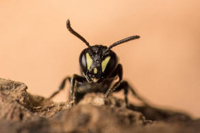 Hylaeus styriacus / Steirische Maskenbiene / Colletidae - "Seidenbienenartige" / Ordnung: Hautflgler - Hymenoptera