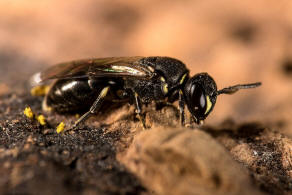 Hylaeus styriacus / Steirische Maskenbiene / Colletidae - "Seidenbienenartige" / Ordnung: Hautflgler - Hymenoptera