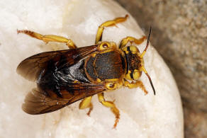 Icteranthidium cimbiciforme (Smith, 1854) / Blattschneiderbienenartige - Megachilidae - Megachilinae