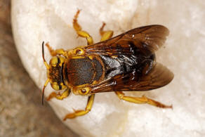 Icteranthidium cimbiciforme (Smith, 1854) / Blattschneiderbienenartige - Megachilidae - Megachilinae
