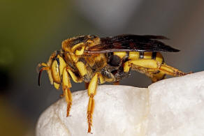 Icteranthidium cimbiciforme (Smith, 1854) / Blattschneiderbienenartige - Megachilidae - Megachilinae