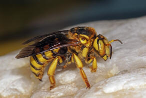 Icteranthidium cimbiciforme (Smith, 1854) / Blattschneiderbienenartige - Megachilidae - Megachilinae