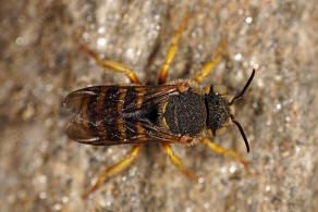 Icteranthidium grohmanni (Spinola, 1838) / Blattschneiderbienenartige - Megachilidae - Megachilinae