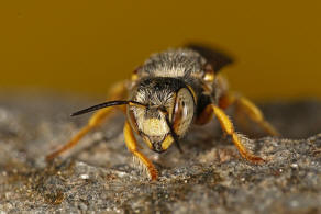 Icteranthidium grohmanni (Spinola, 1838) / Blattschneiderbienenartige - Megachilidae - Megachilinae