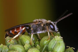 Lasioglossum calceatum / Gewhnliche Schmalbiene / Schmal- / Furchenbienen - Halictidae / Ordnung: Hautflgler - Hymenoptera