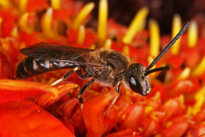 Lasioglossum calceatum / Gewhnliche Schmalbiene / Schmal- / Furchenbienen - Halictidae / Ordnung: Hautflgler - Hymenoptera