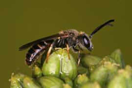 Lasioglossum calceatum / Gewhnliche Schmalbiene / Schmal- / Furchenbienen - Halictidae / Ordnung: Hautflgler - Hymenoptera