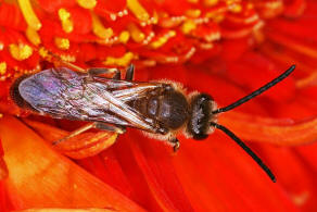 Lasioglossum calceatum / Gewhnliche Schmalbiene / Schmal- / Furchenbienen - Halictidae / Ordnung: Hautflgler - Hymenoptera