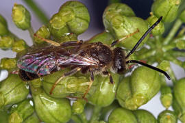 Lasioglossum calceatum / Gewhnliche Schmalbiene / Schmal- / Furchenbienen - Halictidae / Ordnung: Hautflgler - Hymenoptera