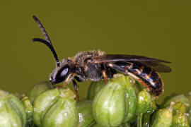 Lasioglossum calceatum / Gewhnliche Schmalbiene / Schmal- / Furchenbienen - Halictidae / Ordnung: Hautflgler - Hymenoptera