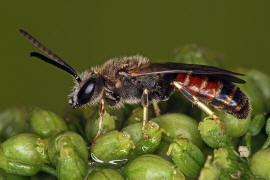 Lasioglossum calceatum / Gewhnliche Schmalbiene / Schmal- / Furchenbienen - Halictidae / Ordnung: Hautflgler - Hymenoptera