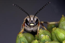 Lasioglossum calceatum / Gewhnliche Schmalbiene / Schmal- / Furchenbienen - Halictidae / Ordnung: Hautflgler - Hymenoptera