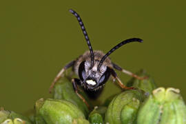 Lasioglossum calceatum / Gewhnliche Schmalbiene / Schmal- / Furchenbienen - Halictidae / Ordnung: Hautflgler - Hymenoptera