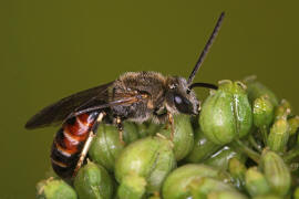 Lasioglossum calceatum / Gewhnliche Schmalbiene / Schmal- / Furchenbienen - Halictidae / Ordnung: Hautflgler - Hymenoptera