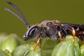 Lasioglossum calceatum / Gewhnliche Schmalbiene / Schmal- / Furchenbienen - Halictidae / Ordnung: Hautflgler - Hymenoptera