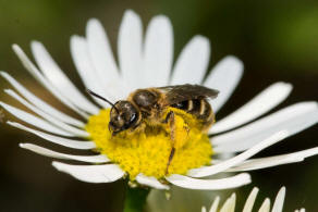 Lasioglossum calceatum / Gewhnliche Schmalbiene / Schmal- / Furchenbienen - Halictidae / Ordnung: Hautflgler - Hymenoptera