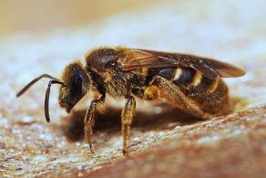 Lasioglossum calceatum / Gewhnliche Schmalbiene / Schmal- / Furchenbienen - Halictidae / Ordnung: Hautflgler - Hymenoptera