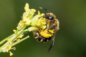 Lasioglossum calceatum / Gewhnliche Schmalbiene / Schmal- / Furchenbienen - Halictidae / Ordnung: Hautflgler - Hymenoptera