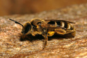 Lasioglossum calceatum / Gewhnliche Schmalbiene / Schmal- / Furchenbienen - Halictidae / Ordnung: Hautflgler - Hymenoptera