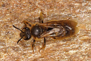 Lasioglossum calceatum / Gewhnliche Schmalbiene / Schmal- / Furchenbienen - Halictidae / Ordnung: Hautflgler - Hymenoptera