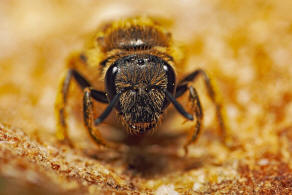 Lasioglossum calceatum / Gewhnliche Schmalbiene / Schmal- / Furchenbienen - Halictidae / Ordnung: Hautflgler - Hymenoptera