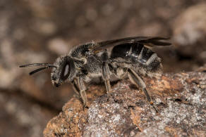 Lasioglossum costulatum / Glockenblumen-Schmalbiene / Schmal- / Furchenbienen - Halictidae  / Ordnung: Hautflgler - Hymenoptera