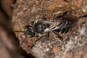 Lasioglossum costulatum / Glockenblumen-Schmalbiene / Schmal- / Furchenbienen - Halictidae  / Ordnung: Hautflgler - Hymenoptera