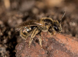 Lasioglossum fulvicorne / Braunfhler-Schmalbiene / Schmal- / Furchenbienen - Halictidae / Ordnung: Hautflgler - Hymenoptera