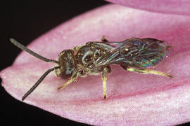 Lasioglossum glabriusculum / Dickkopf-Schmalbiene / Schmal- / Furchenbienen - Halictidae / Ordnung: Hautflgler - Hymenoptera