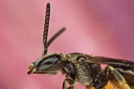 Lasioglossum glabriusculum / Dickkopf-Schmalbiene / Schmal- / Furchenbienen - Halictidae / Ordnung: Hautflgler - Hymenoptera