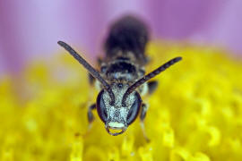 Lasioglossum glabriusculum / Dickkopf-Schmalbiene / Schmal- / Furchenbienen - Halictidae / Ordnung: Hautflgler - Hymenoptera