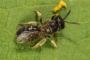 Lasioglossum interruptum / Schwarzrote Schmalbiene / Schmal- / Furchenbienen - Halictidae / Hautflgler - Hymenoptera