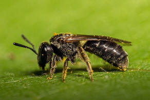 Lasioglossum interruptum / Schwarzrote Schmalbiene / Schmal- / Furchenbienen - Halictidae / Hautflgler - Hymenoptera