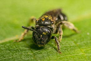 Lasioglossum interruptum / Schwarzrote Schmalbiene / Schmal- / Furchenbienen - Halictidae / Hautflgler - Hymenoptera