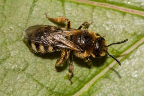 Lasioglossum laevigatum / Bezahnte Schmalbiene / Schmal- / Furchenbienen - Halictidae / Hautflgler - Hymenoptera