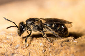 Lasioglossum laticeps / Breitkopf-Schmalbiene / Schmal- / Furchenbienen - Halictidae / Ordnung: Hautflgler - Hymenoptera