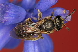 Lasioglossum laticeps / Breitkopf-Schmalbiene / Schmal- / Furchenbienen - Halictidae / Ordnung: Hautflgler - Hymenoptera