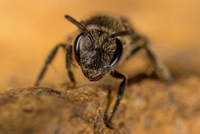 Lasioglossum laticeps / Breitkopf-Schmalbiene / Schmal- / Furchenbienen - Halictidae / Ordnung: Hautflgler - Hymenoptera