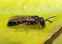 Lasioglossum laticeps / Breitkopf-Schmalbiene / Schmal- / Furchenbienen - Halictidae / Ordnung: Hautflgler - Hymenoptera