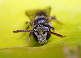 Lasioglossum laticeps / Breitkopf-Schmalbiene / Schmal- / Furchenbienen - Halictidae / Ordnung: Hautflgler - Hymenoptera